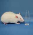 Os cientistas conseguiram liofilizar o esperma de um rato, deixando os espermatozoides viáveis cinco anos depois  Foto: AFP