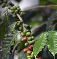 <p>Extrato de café verde deve ser evitado por pessoas sensíveis à cafeína e com hipertensão</p>  Foto: Getty Images 