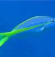 O dentão e o peixe da espécie acima, a guaiúba (Ocyuru chrysurus), não constam na lista de peixes ameaçados da IUCN (União Internacional para a Preservação da Natureza, na sigla em inglês). Mas a realidade da espécie pode ser outra  Foto: Sérgio Floeter / BBC News Brasil