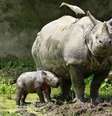 Declínio populacional pode levar à extinção dos rinocerontes selvagens em aproximadamente uma década  Foto: Reuters