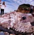 Pessoas observam corpo do animal encontrada em praia na Espanha. A imagem, feita com uma lente grande-angular, tem os cantos distorcidos na tentativa de capturar uma visão mais aberta do achado  Foto: grindtv.com / Reprodução