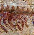 Fóssil de ancestral das aranhas e escorpiões foi descoberto na China  Foto: N. Strausfeld et al./Nature / Divulgação