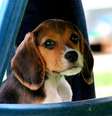 <p>Cão da raça beagle</p>  Foto: Eco Desenvolvimento
