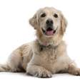 <p>O Viagra controla&nbsp;a hipertens&atilde;o pulmonar em seres humanos, c&atilde;es e gatos</p>  Foto: Getty Images 