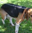 <p>Instituto &eacute; alvo de protestos de manifestantes por supostos maus-tratos a c&atilde;es da ra&ccedil;a beagle</p>  Foto: Prefeitura de São Roque / Divulgação
