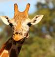 Desafio pede que quem erre a resposta da charada troque sua foto pela imagem de uma girafa  Foto: Getty Images 