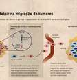 O papel do Hotair na migração de tumoresRNA estimula algumas células do câncer a ganhar a capacidade de se transferir para outros órgãos  Foto: Agência Fapesp / Divulgação