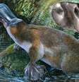 <p>Ilustração mostra o <em>Obdurodon tharalkooschild</em>, ornitorrinco com dentes que permitiam ao mamífero comer presas (como a tartaruga) que a espécie atual não consegue: descoberta reescreve árvore evolutiva</p>  Foto: Peter Schouten / Divulgação