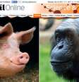 Cientista sugere que uma pele sem pelos e com gordura subcutânea seria explicada por ancestrais suínos  Foto: Daily Mail / Reprodução