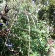 <p>A planta&ccedil;&atilde;o de maconha de Alvaro Calistro, cultivador que h&aacute; 20 anos possui cannabis no fundo da sua casa, na periferia de Montevid&eacute;u</p>  Foto: Denise Mota / Especial para Terra