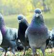 Caixas dágua destampadas e ar condicionado de parede devem ser monitorados, pois podem ser contaminados pelas fezes das pombas  Foto: Denis Omelchenko/Shutterstock