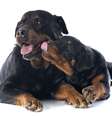 Rottweilers podem ser muito dóceis se adestrados de maneira correta  Foto: Getty Images 