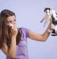 <p>Ao contrário do que se diz, não são os pelos os responsáveis pelas alergias e sim uma proteína presente no corpo (saliva e pele) dos gatos</p>  Foto: Getty Images 