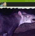 O animal, que habita pastagens e florestas no sudoeste da Amazônia, é a quinta espécie viva de tapir e a menor, apesar dos seus imponentes 110 kg de peso  Foto: mongabay.com / Reprodução