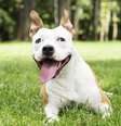 <p>Usuários deixam erva em locais onde os cães têm acesso, por isso o número de intoxicações tem aumentado</p>  Foto: Getty Images 