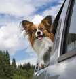 <p>Os cães devem usar proteção durante os passeios</p>  Foto: Getty Images 