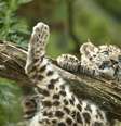 <p>Estima-se que apenas 50 leopardos-de-Amur restem no mundo; alguns são criados em cativeiro</p>  Foto: AFP