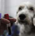 <p>Um veterinário enche tubos de ensaio com sangue na frente de um cachorro no hospital veterinário Anclivepa-SP, em São Paulo. Uma mulher italiana que declarou em um post na internet que devia sua vida a medicamentos desenvolvidos com testes de laboratório em camundongos foi a televisão nacional para responder a abuso de militantes dos direitos dos animais</p>  Foto: Nacho Doce / Reuters