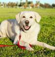 O Labrador Retriever é a sétima raça mais inteligente  Foto: Getty Images 