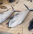 ONG divulgou imagens de três baleias abatidas por frota japonesa  Foto: Sea Shepherd  / AFP