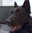 O cão policial Jack foi o responsável por engolir o brilhante  Foto: BBC News Brasil