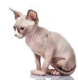 <p>Minskin é uma das raças que tem crescido no Brasil</p>  Foto: Getty Images 