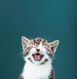 <p>O biologista acredita ainda que, apesar de tantos anos sendo domesticados, os gatos ainda são animais selvagens</p>  Foto: Getty Images 