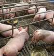 Método para clonagem não é novo, aplicação em produção em massa é  Foto: BBC News Brasil