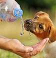 Manter a hidratação dos pets é fundamental no verão, especialmente durante atividades ao ar livre  Foto: Getty Images 