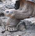 Das 15 espécies de tartarugas gigantes com origem em Galápagos, três foram extintas, vítimas dos piratas do século 18 que pilharam o frágil ecossistema do arquipélago.  Foto: macraegi / Wikimedia