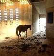 Cavalo é encontrado dentro de presídio inacabado no Maranhão  Foto: Fotos João Fellet / BBC News Brasil