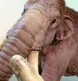 <p>Mamute-columbiano, de cerca de 4 m de altura, é representado por uma réplica em tamanho real</p>  Foto: Blue Rhino Studio / BBC News Brasil