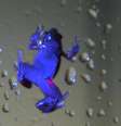Composto fluorescente pode ajudar a rastrear o animal  Foto: BBC News Brasil