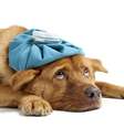 <p>A única forma de prevenção da parvovirose é a vacinação </p>  Foto: Getty Images 