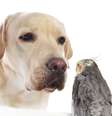 <p>Antes de colocar uma calopsita no ambiente em que vive um cachorro é preciso avaliar o temperamento do pet</p>  Foto: Getty Images 