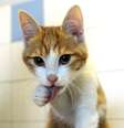 O gato Oscar foi jogado em direção a um arbusto por homem de 24 anos, mas já recebeu o tratamento adequado  Foto: AP