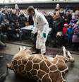 <p>O corpo despeda&ccedil;ado do filhote foi utilizado para alimentar outros animais do parque</p>  Foto: AFP