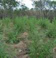 Estimativa é que os pés de maconha destruídos deixaram de produzir 134 toneladas da droga  Foto: Divulgação