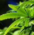 <p>Medicamento Hemp Oil é feito de Canabidiol (CBD), um derivado da maconha</p>  Foto: Getty Images 