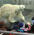 Esta foto de fevereiro de 2008 mostra Anton em sua jaula no zoológico Wilhema, em Stuttgart  Foto: AP