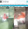 <p>Visitantes do zoológico fotografaram o momento em que Yang Jinhai foi atacado por um tigre em um zoológico da província de Sichuan</p>  Foto: Reprodução