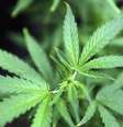 Os pais acreditam que, assim, elas aprenderão a diferença entre drogas médicas e drogas recreativas  Foto: Reuters