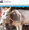 Indianos acreditam que vaca de cinco pernas traz sorte  Foto: Reprodução