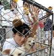 <p>Mulher protesta contra hábito alimentar dos coreanos de comer carne de cachorro</p>  Foto: AFP