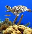 A vida marinha é abundante na ilha  Foto: Shutterstock