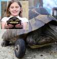 Tartaruga atacada por ratos recebe rodinhas no lugar de patas amputadas  Foto: Reprodução
