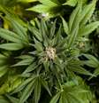 As balas teriam como ingrediente a "cannabis autêntica", denunciou pais de crianças  Foto: Getty Images 