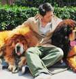 Um filhote de um cachorro da raça mastiff tibetano poder ter se tornado o cão com maior valor em uma venda   Foto: AFP