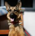Temperaturas não fariam bem à saúde de seu cachorro, da raça Pastor Alemão, segundo político  Foto: Getty Images 
