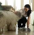 Estudo foi feito com 12 cães de raças diferentes  Foto: Getty Images 
